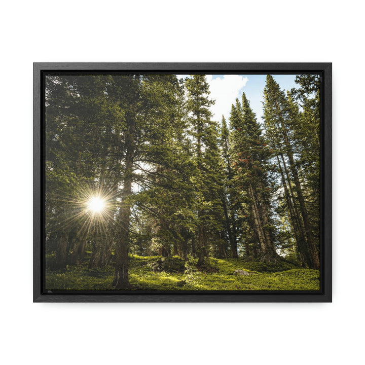 Forest Light - Canvas with Frame