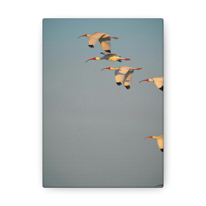 White Ibis in Flight - Canvas