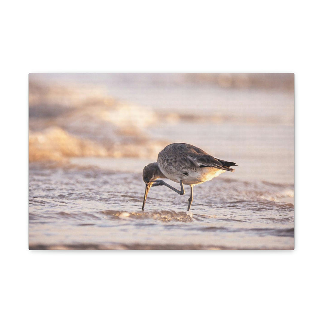 Willet Itch - Canvas