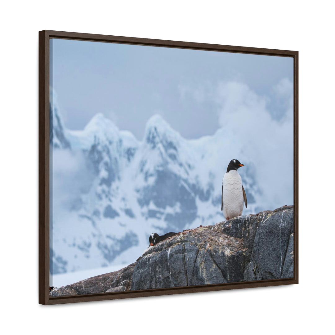 Poised Penguin - Canvas with Frame