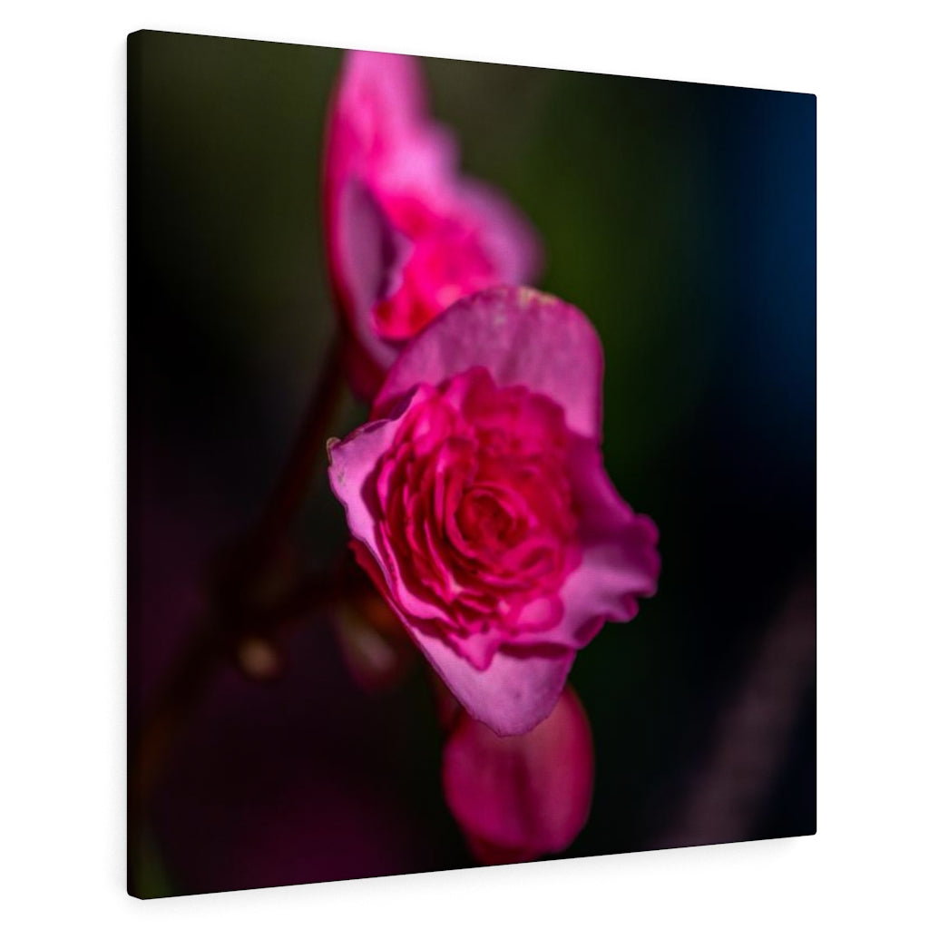 Hybrid Tea Lily - Canvas