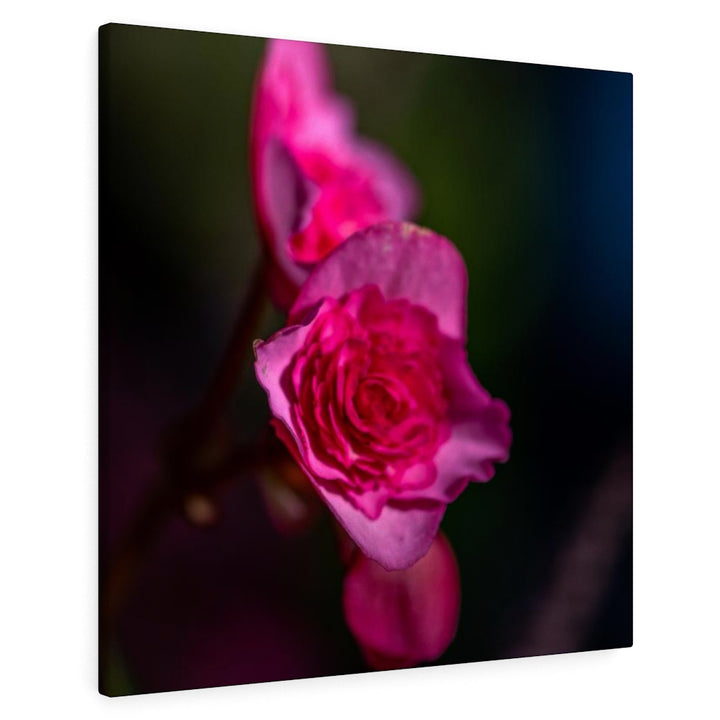 Hybrid Tea Lily - Canvas