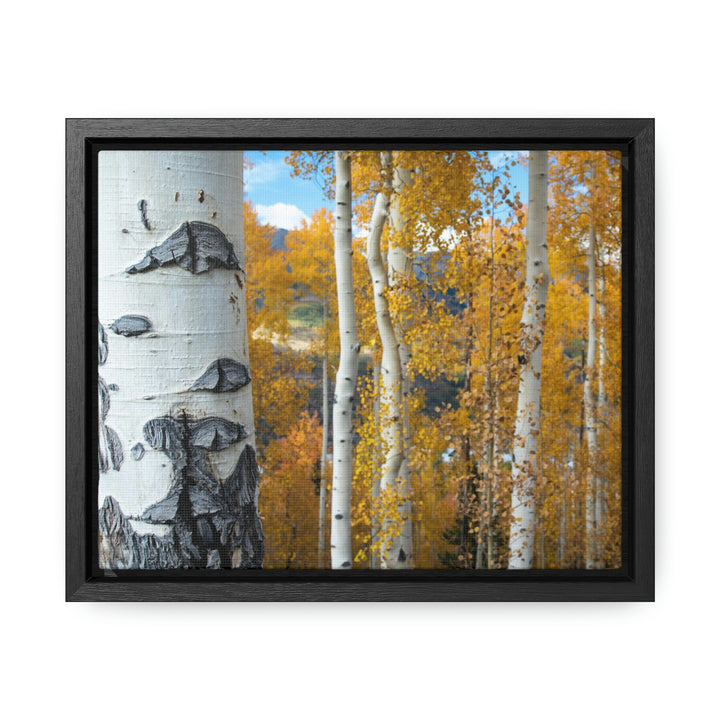 Aspens Changing - Canvas with Frame