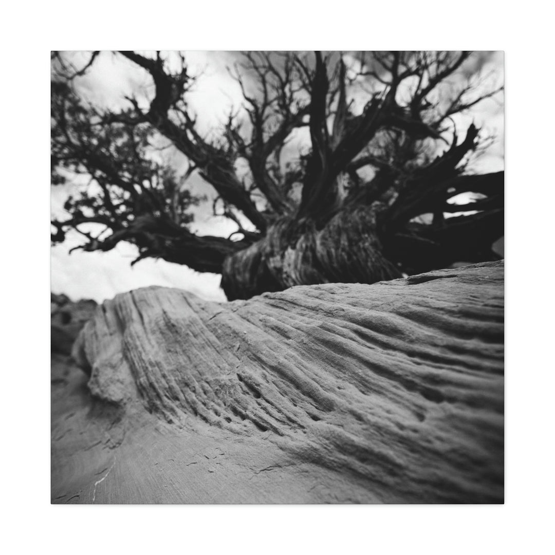 Desert Reach in Black and White - Canvas