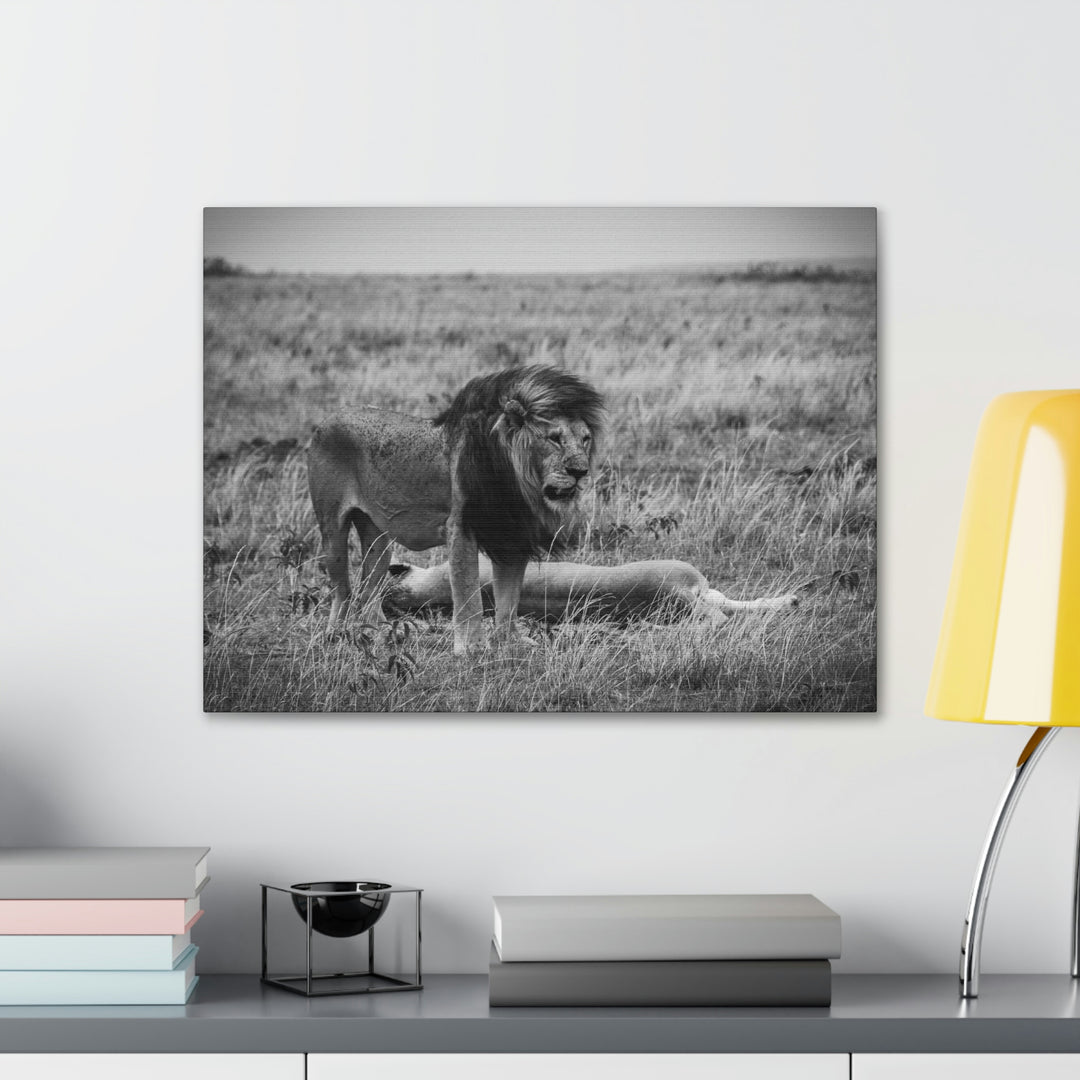 Mating Lions in Black and White - Canvas