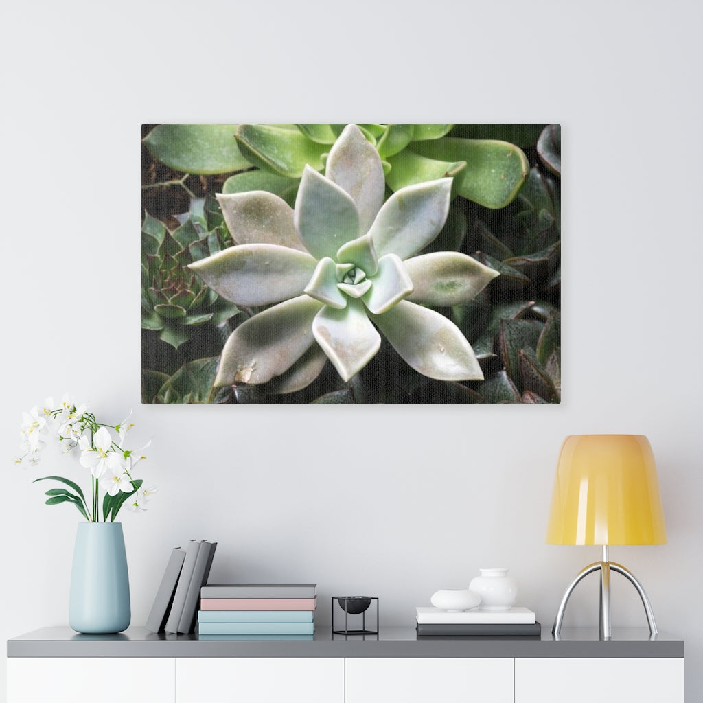 Succulent - Array - Canvas