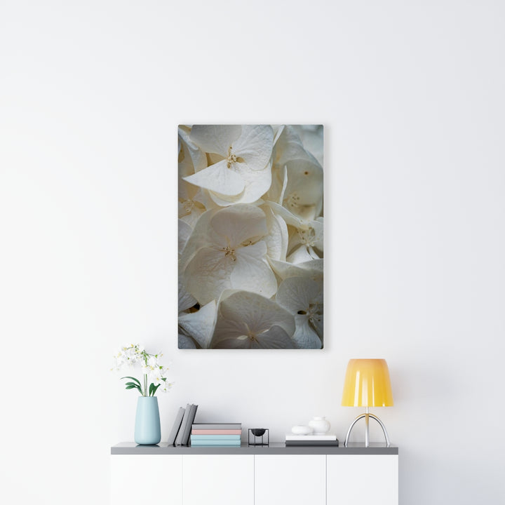 White Hydrangea Detail - Canvas