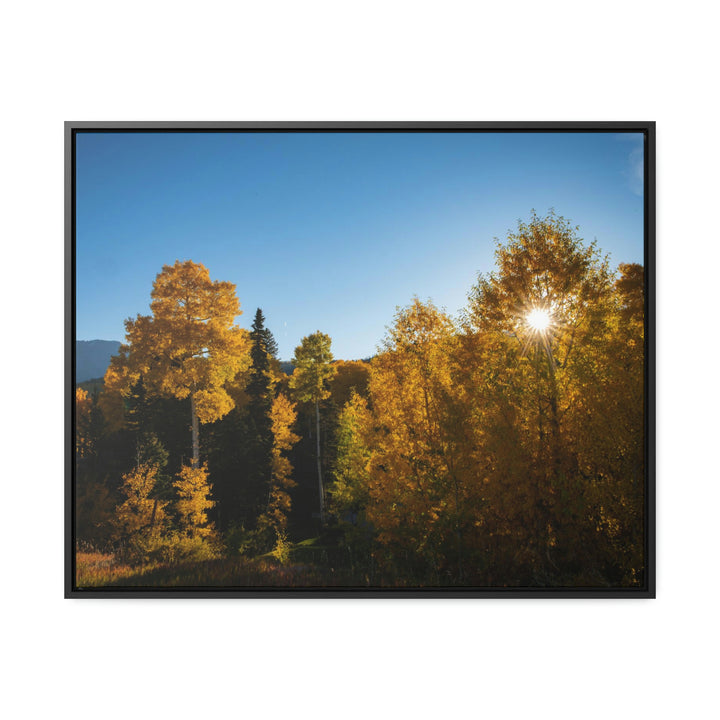 Sun Through the Aspens - Canvas with Frame