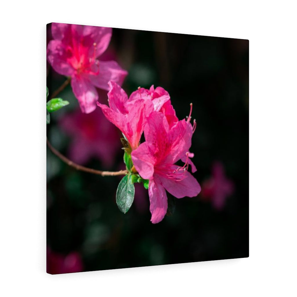 Standout Azalea - Canvas