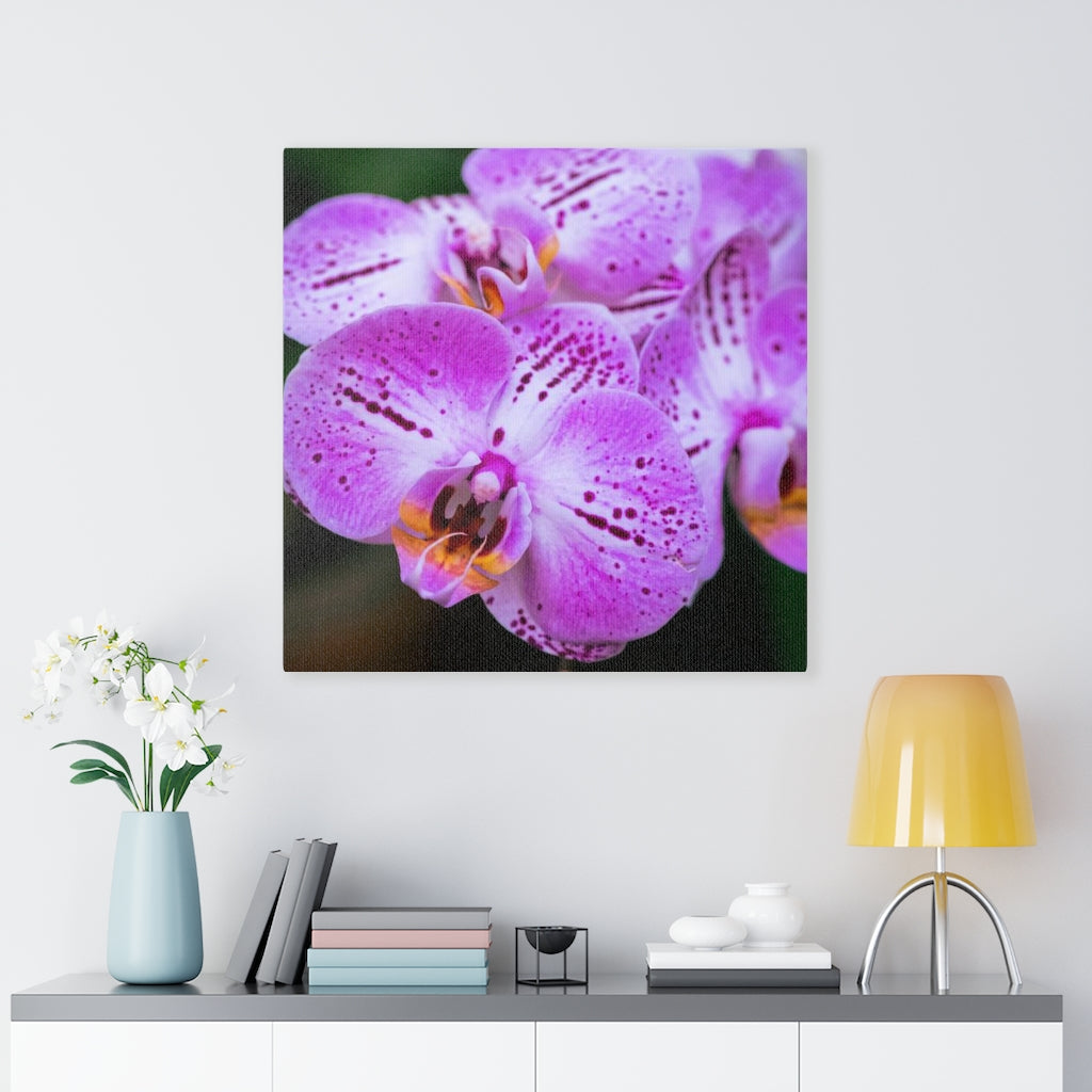 Orchid in Pink - Canvas