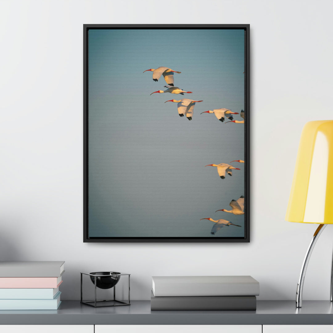 White Ibis in Flight - Canvas with Frame