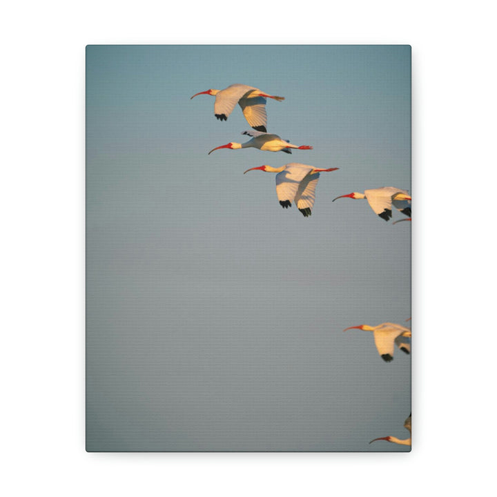 White Ibis in Flight - Canvas