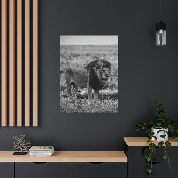 Mating Lions in Black and White - Canvas