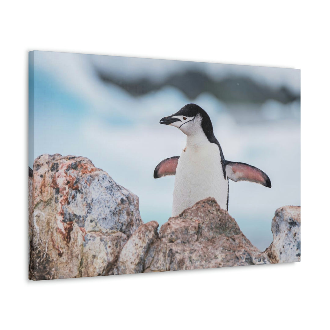 Stretched Penguin - Canvas