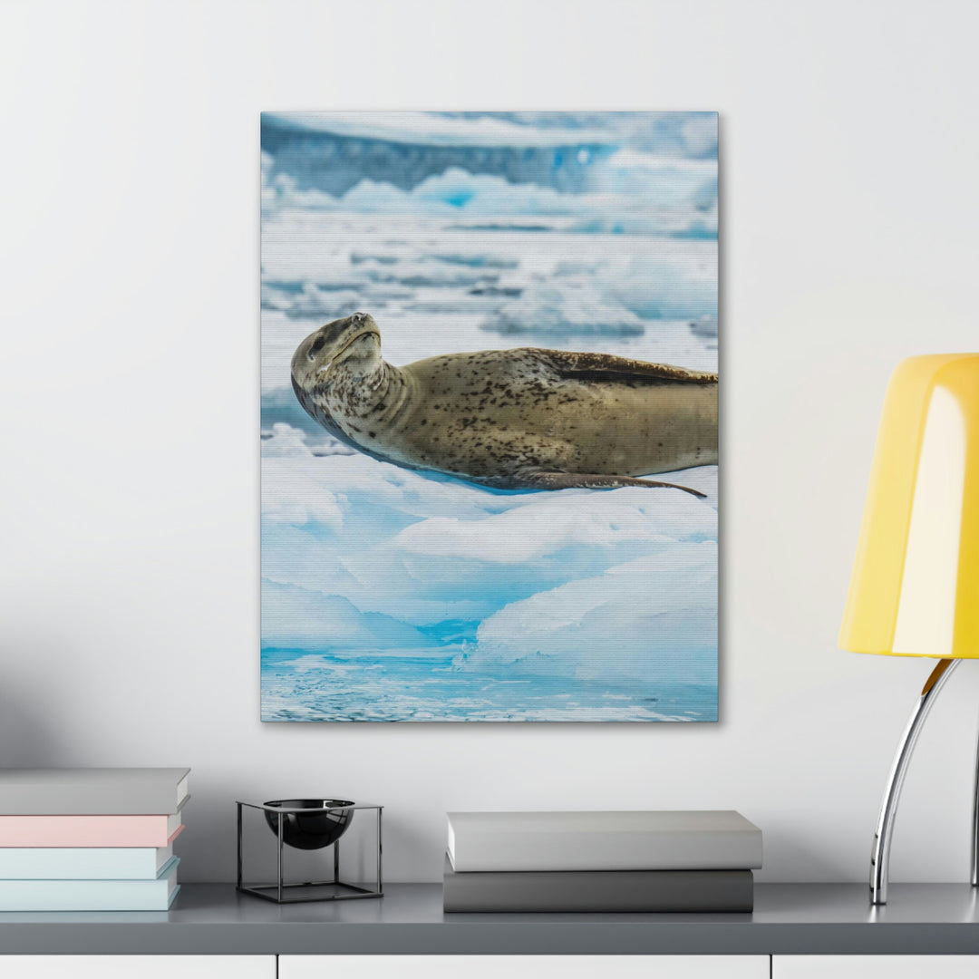 Leopard Seal Relaxing - Canvas