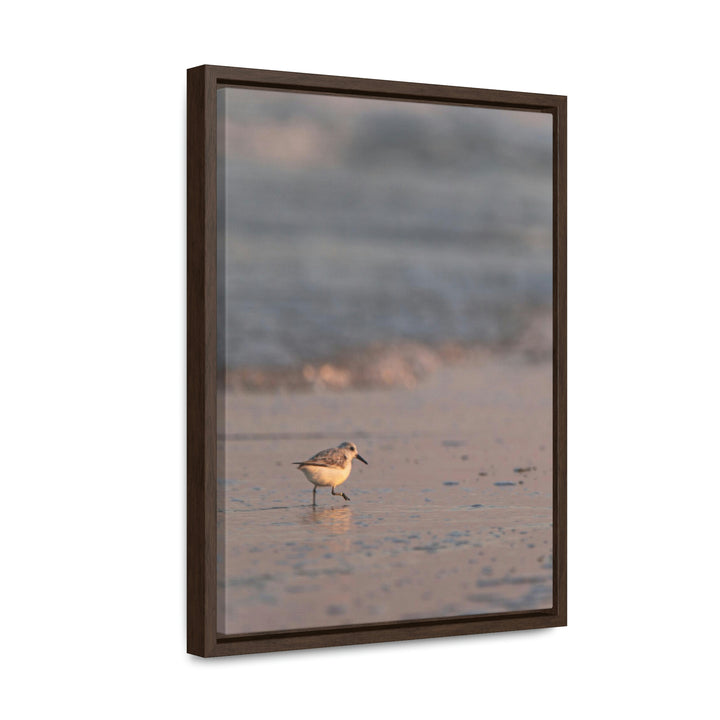 Sanderling in Soft Dusk Light - Canvas with Frame