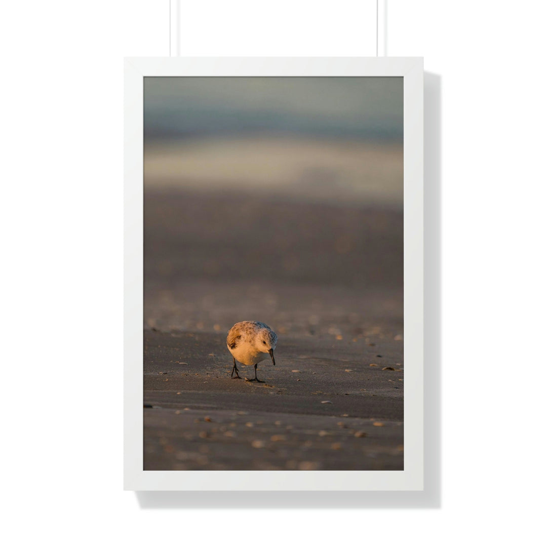 Feeding Sanderling - Framed Print - Visiting This World