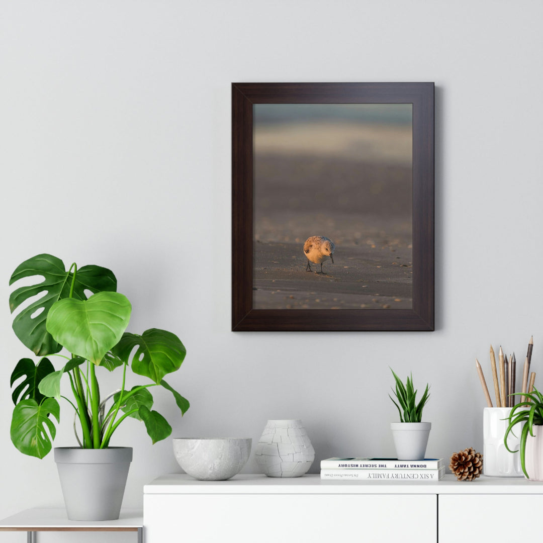 Feeding Sanderling - Framed Print - Visiting This World