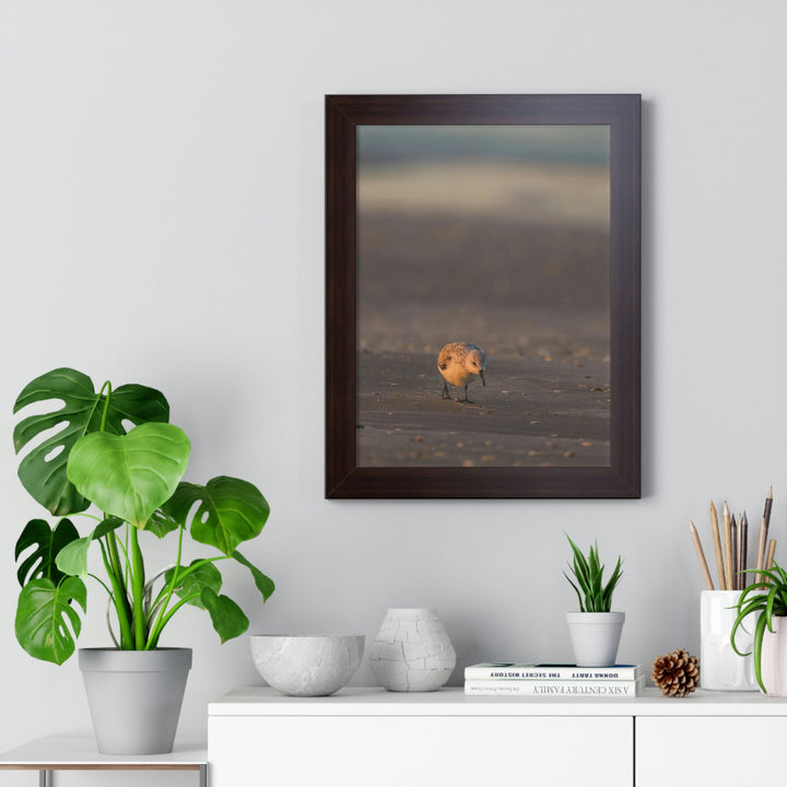 Feeding Sanderling - Framed Print - Visiting This World