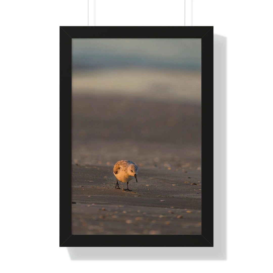 Feeding Sanderling - Framed Print - Visiting This World