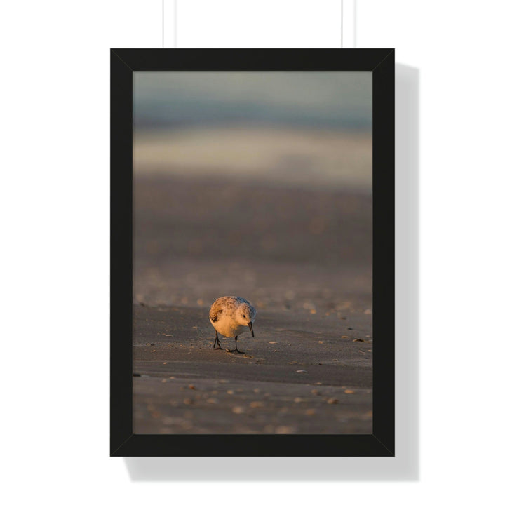 Feeding Sanderling - Framed Print - Visiting This World