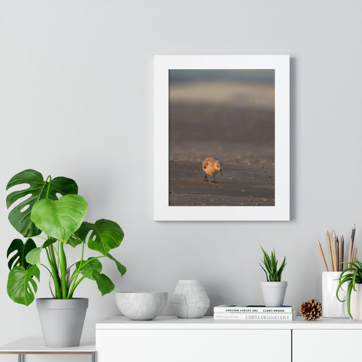 Feeding Sanderling - Framed Print - Visiting This World