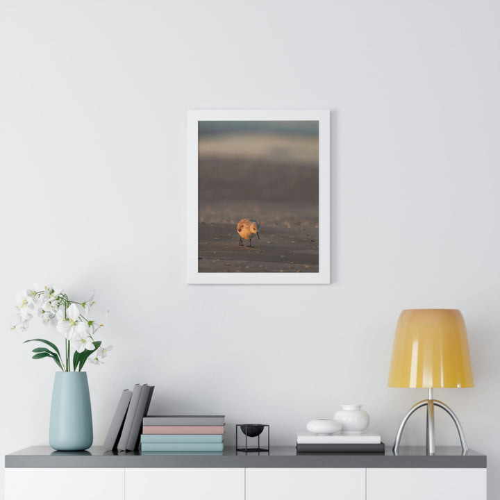 Feeding Sanderling - Framed Print - Visiting This World