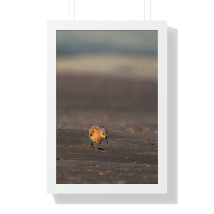 Feeding Sanderling - Framed Print - Visiting This World