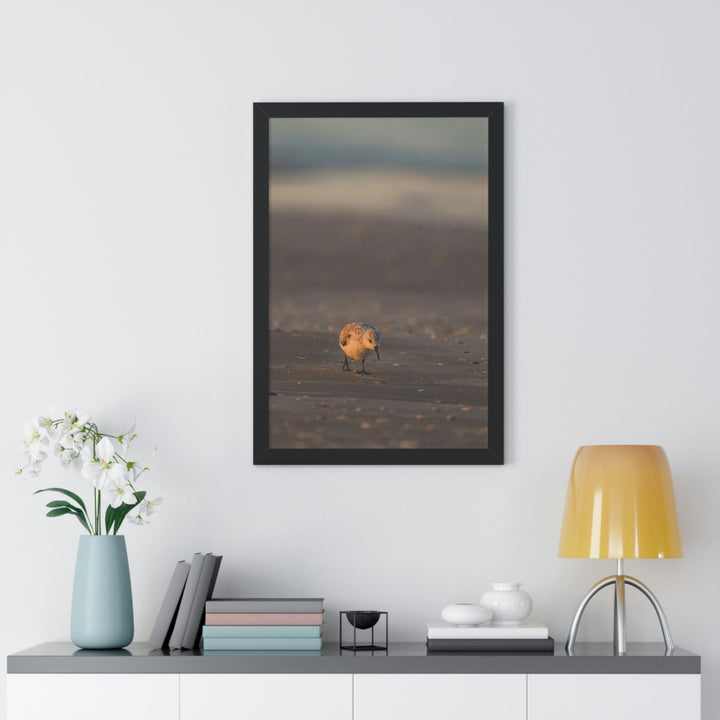 Feeding Sanderling - Framed Print - Visiting This World