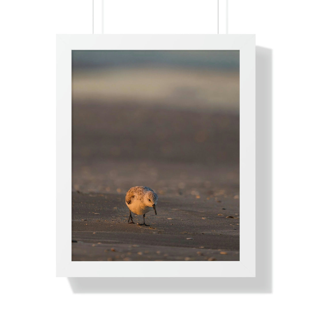 Feeding Sanderling - Framed Print - Visiting This World