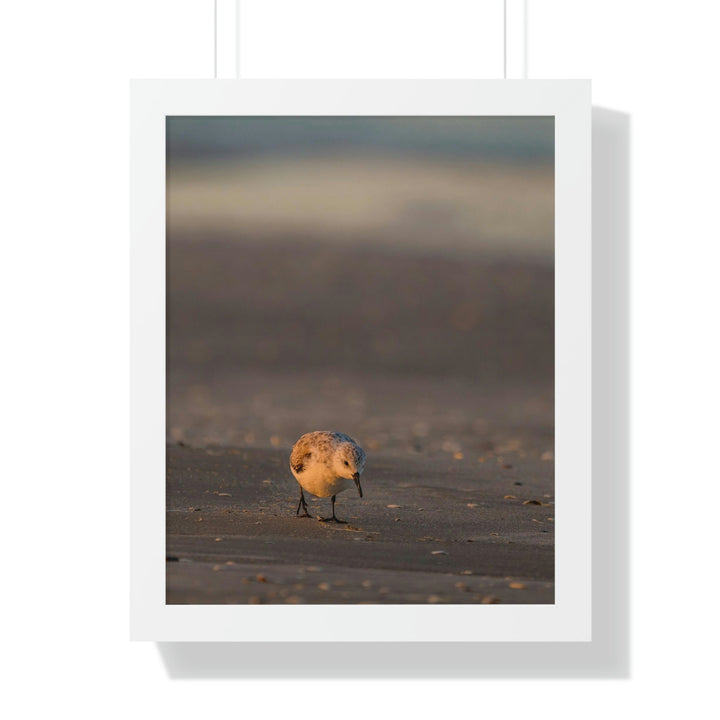 Feeding Sanderling - Framed Print - Visiting This World