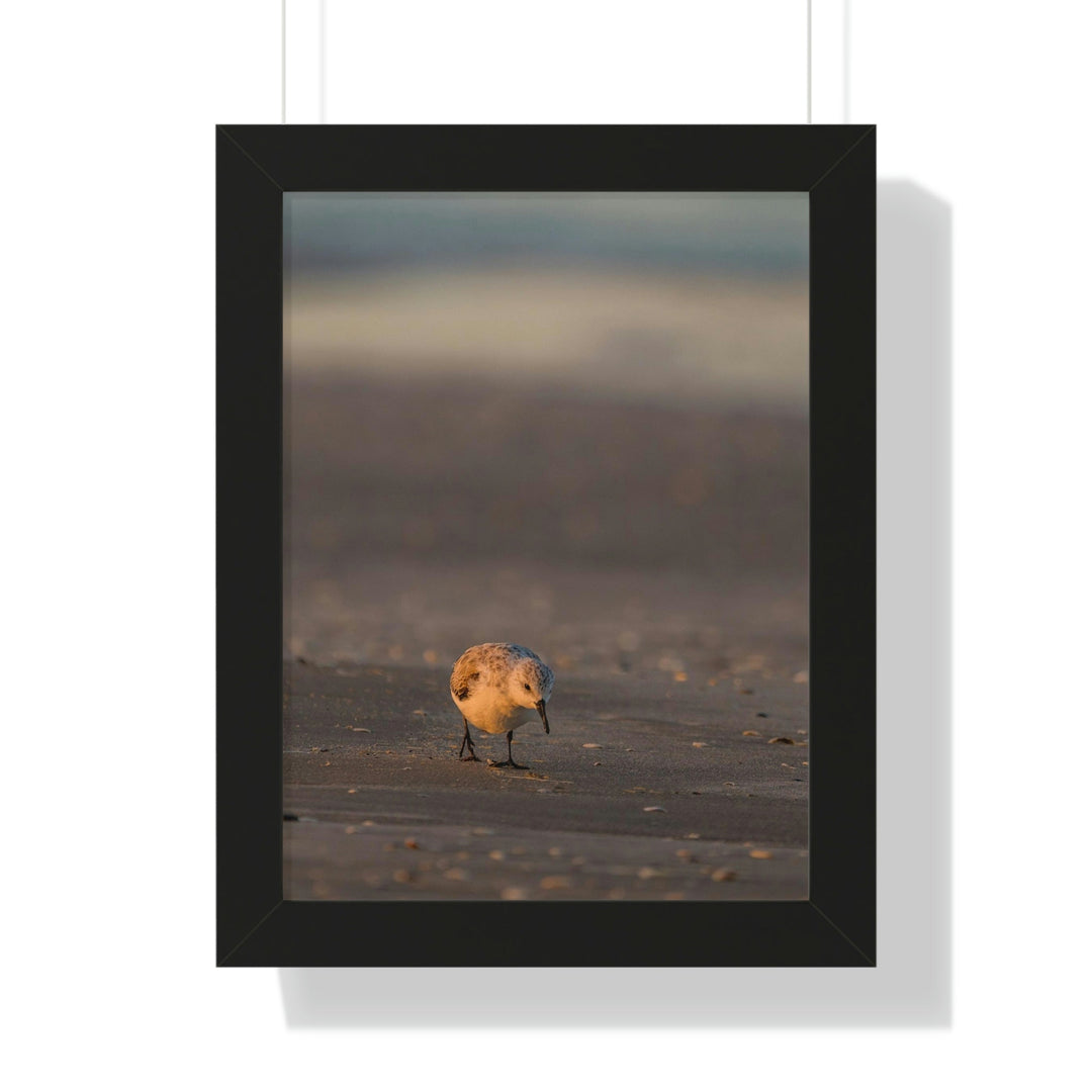 Feeding Sanderling - Framed Print - Visiting This World