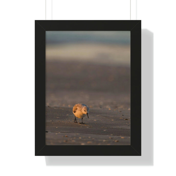 Feeding Sanderling - Framed Print - Visiting This World