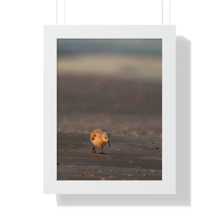 Feeding Sanderling - Framed Print - Visiting This World