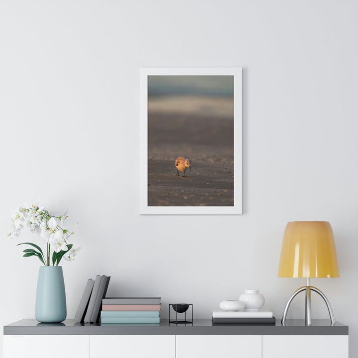 Feeding Sanderling - Framed Print - Visiting This World