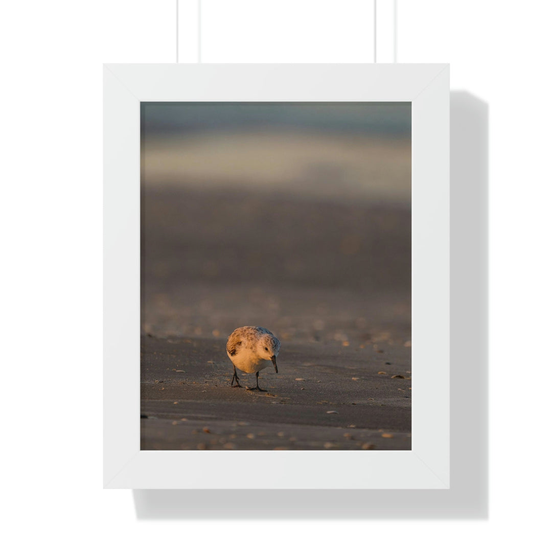 Feeding Sanderling - Framed Print - Visiting This World