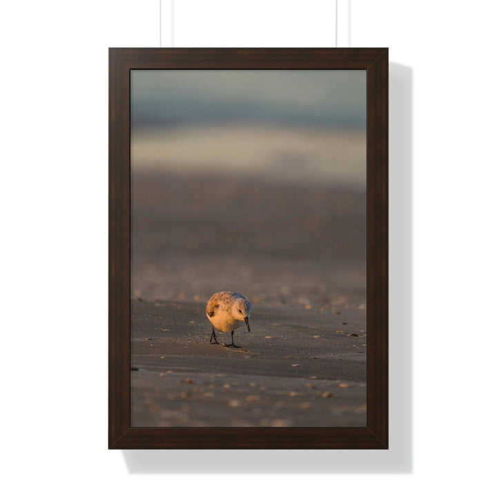 Feeding Sanderling - Framed Print - Visiting This World