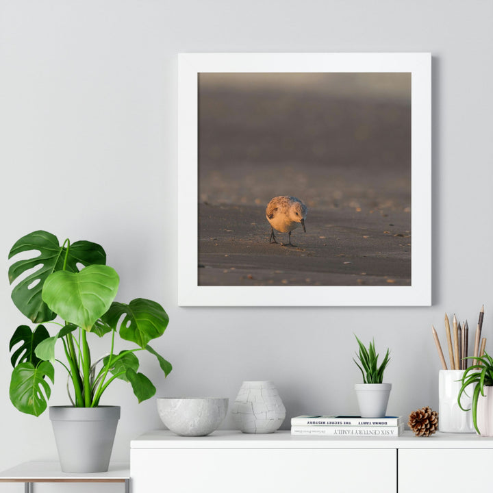 Feeding Sanderling - Framed Print - Visiting This World