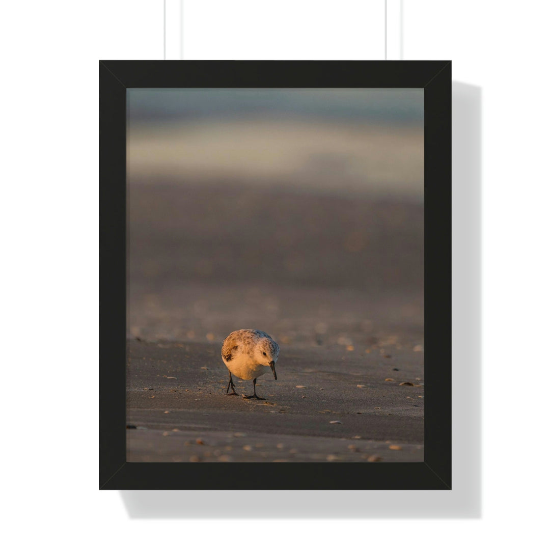 Feeding Sanderling - Framed Print - Visiting This World