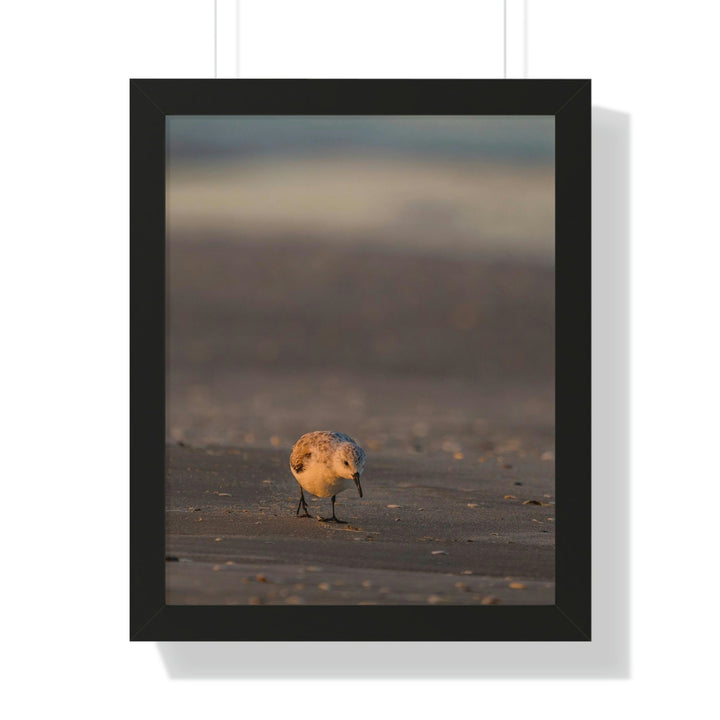 Feeding Sanderling - Framed Print - Visiting This World