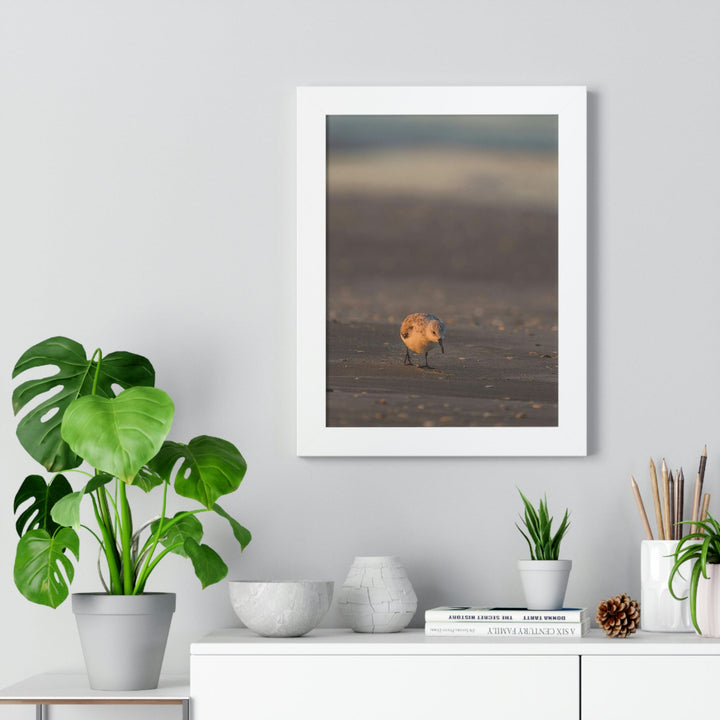 Feeding Sanderling - Framed Print - Visiting This World