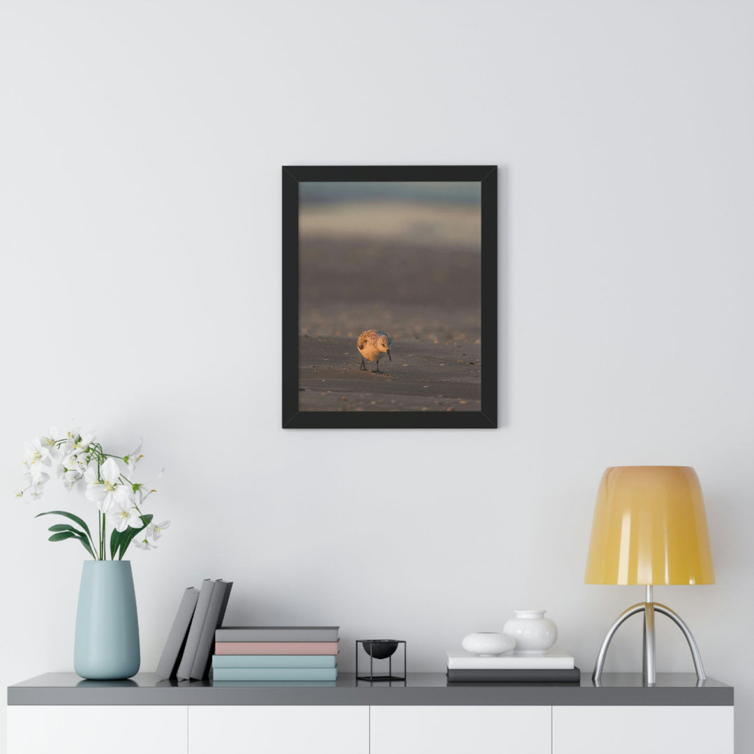 Feeding Sanderling - Framed Print - Visiting This World