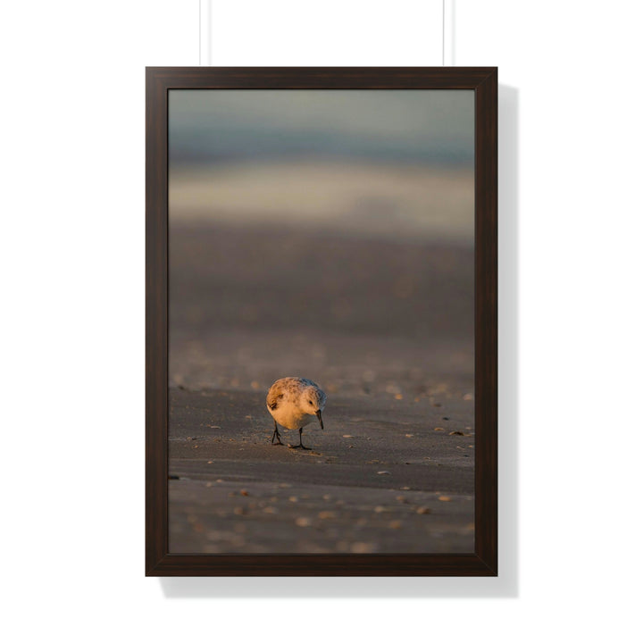 Feeding Sanderling - Framed Print - Visiting This World