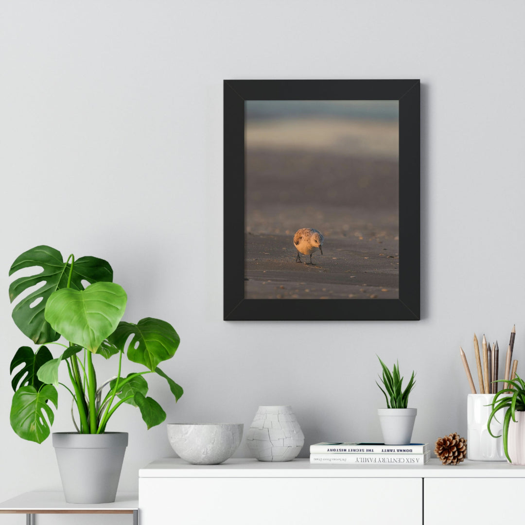 Feeding Sanderling - Framed Print - Visiting This World