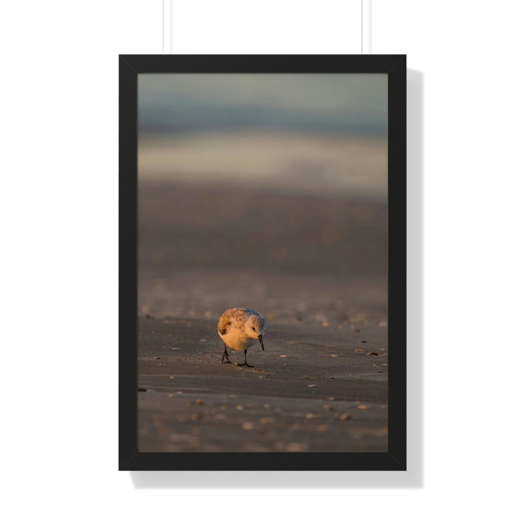 Feeding Sanderling - Framed Print - Visiting This World