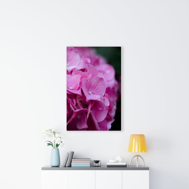 Pink Hydrangea Detail - Canvas