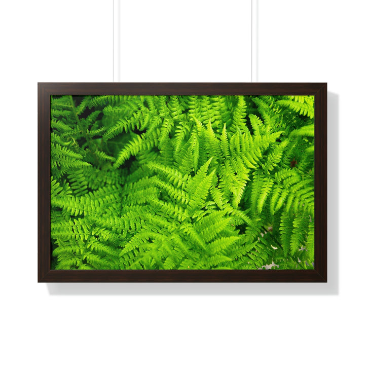 Ferns, Ferns, Ferns - Framed Print - Visiting This World