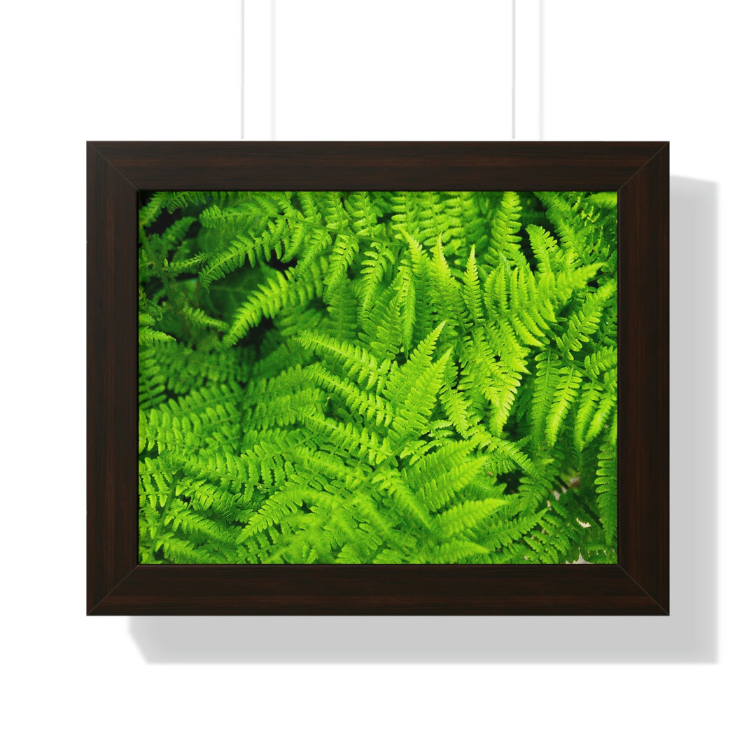 Ferns, Ferns, Ferns - Framed Print - Visiting This World