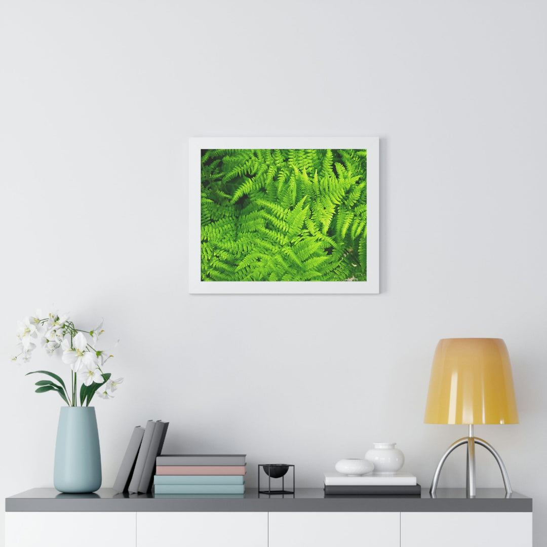 Ferns, Ferns, Ferns - Framed Print - Visiting This World