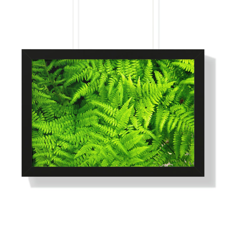 Ferns, Ferns, Ferns - Framed Print - Visiting This World